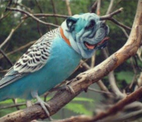 Has imaginado alguna vez cómo serían las aves si tuvieran la cara de un perro? 14 imágenes que por un minuto van a confundirte!