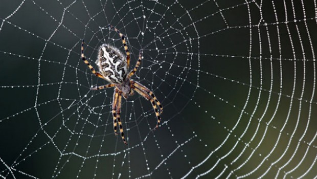 Te preguntaste alguna vez por qué las arañas no quedan atrapadas en su propia tela??? Aquí la respuesta!