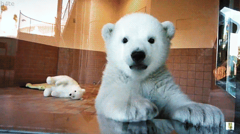 Si te comes el hígado de un oso polar, probablemente morirás…