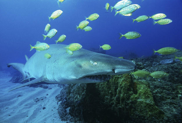 Los fetos del tiburón Tigre se pelean, y a veces se comen entre sí dentro del vientre. El sobreviviente nace…