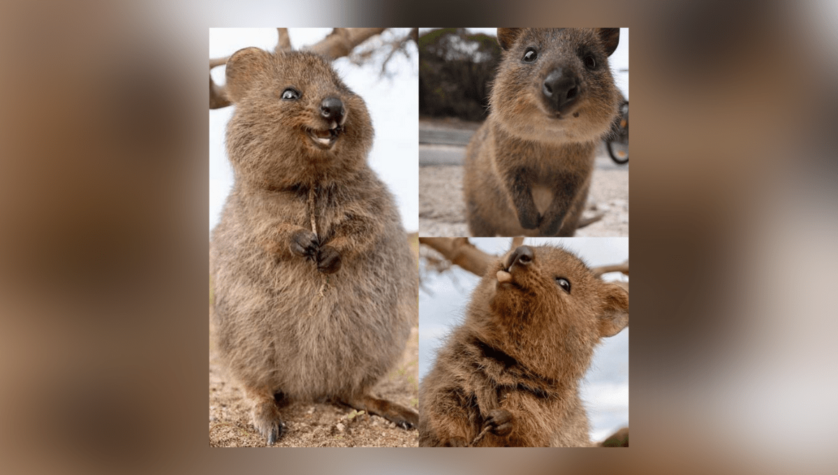 peluche quokka